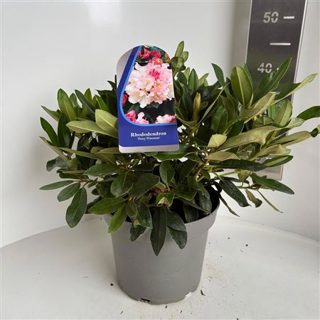Rhodo (y) Percy Wiseman