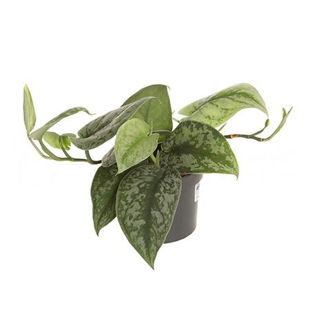 Сциндапсус Треби