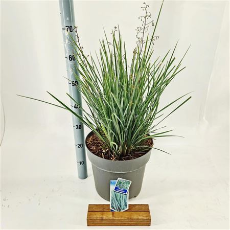 Dianella Revoluta Coolvista
