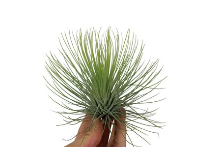 Tillandsia Andreana