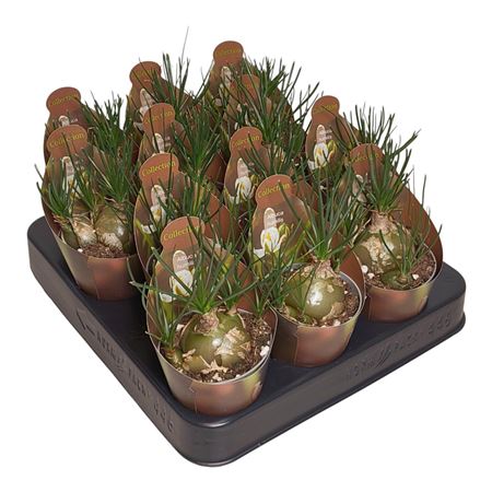 Albuca Humilis Collection With Potcover
