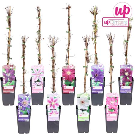 Clematis Mix Big Flowers