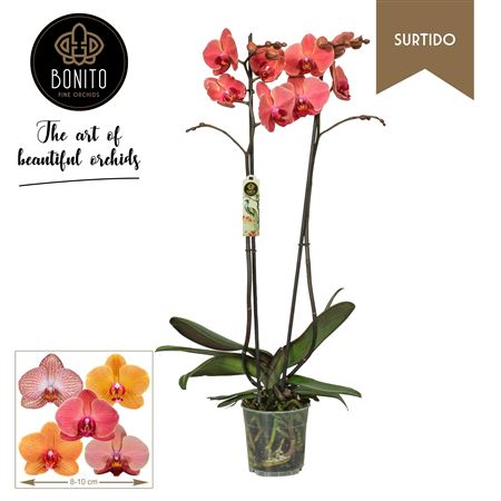 Phal 2st Surtido Orange 18+ (bonito)