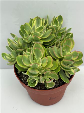 Crassula Obliqua