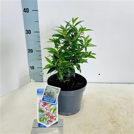Sarcococca Hookeriana Winter Gem