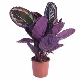 Калатея Флеймстар