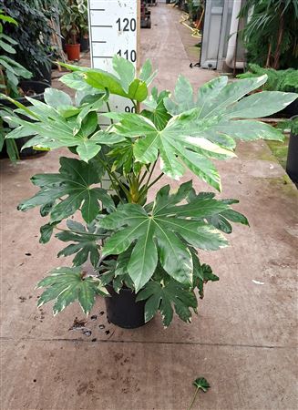 Fatsia Japonica Variegata