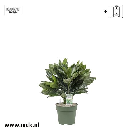 Chamaedorea Metallica