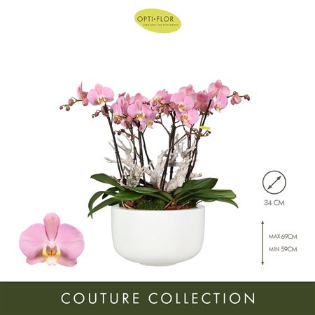 Phal Optistar Padova In Sunny Bowl (opti)