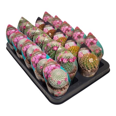 Mammillaria Mix Flowering Potcover