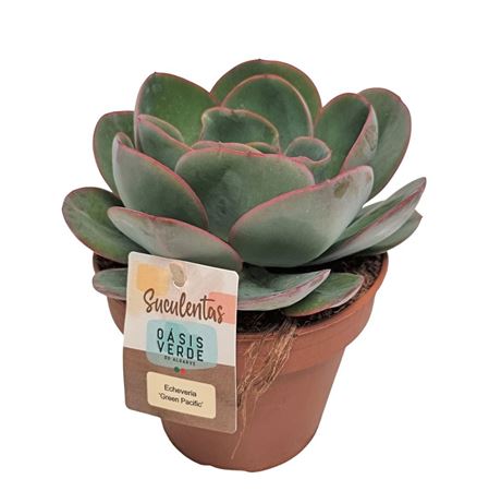 Echeveria Green Pacific