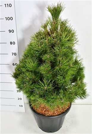 Pinus Nigra Nigra
