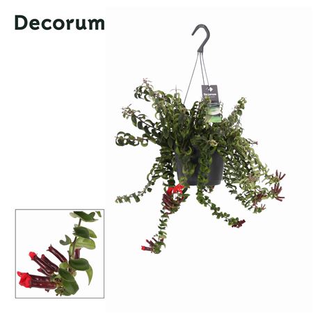 Aeschynanthus Swing