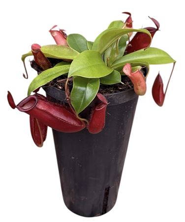 Nepenthes Monkey Jars Bloody Mary (hoge Pot)