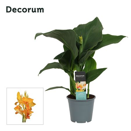 Canna Tenerife (decorum)