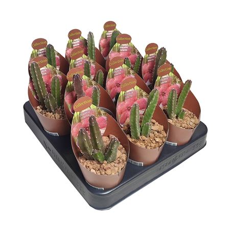 Stapelia Hirsuta Potcover