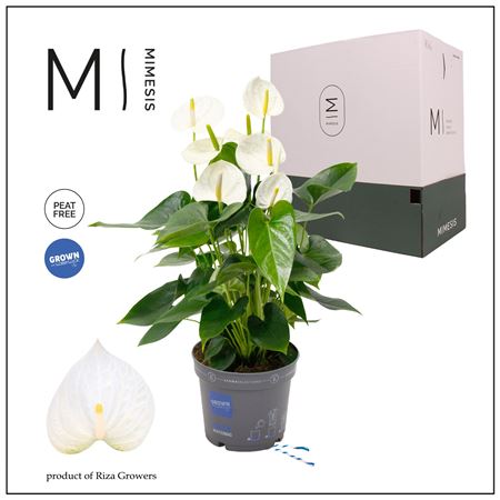 Anth An Karma White Compact 6+