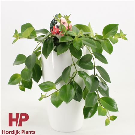 Aeschynanthus Mona Lisa Ceramic White