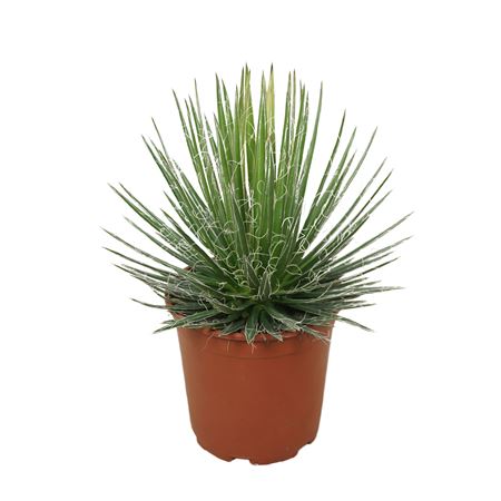 Agave Filifera 21 Cm