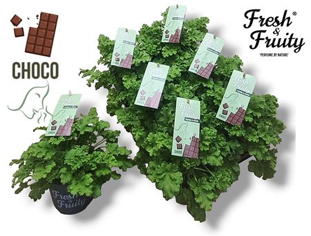 Pelargonium Frag Choco Fresh (fresh&fruity)