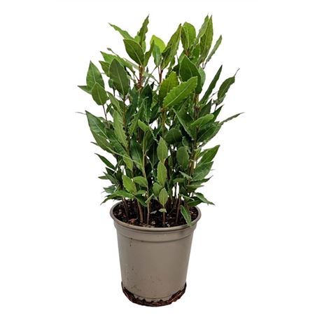 Laurus Nobilis Bush