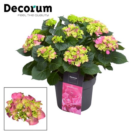 Hydrangea Ma Pink 7+ (decorum)
