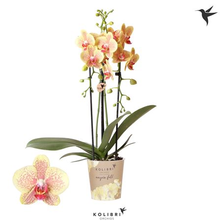 Phal Cascade 2st Niagara Fall Pulsation
