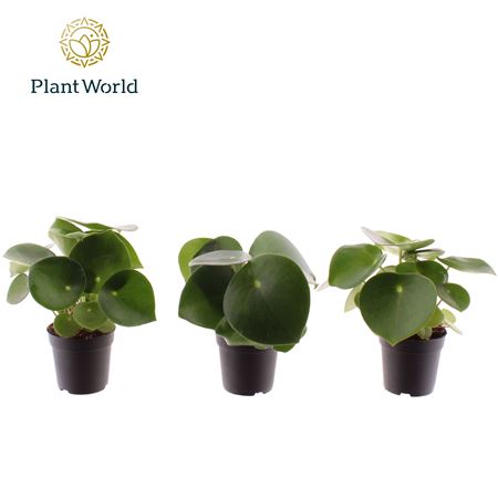 Peperomia Raindrop (decorum)