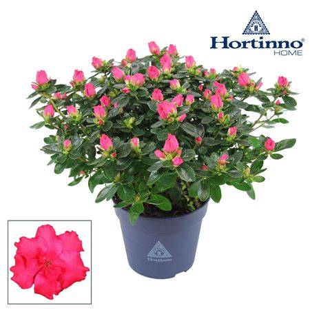 Azalea Hortinno Home Red