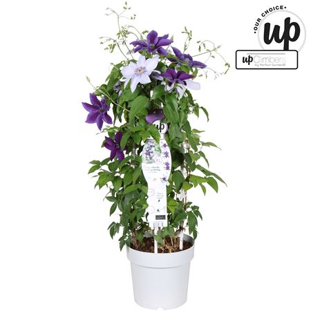 Clematis Blue-light Blue Double-up
