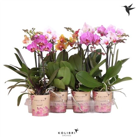 Phal 1st Kolibri Orchids Mix 10+ (ok)