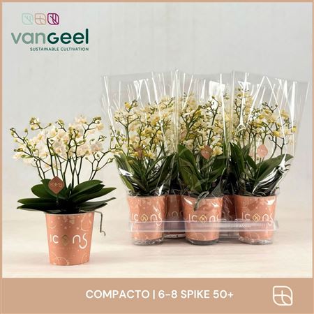 Phal 5st Compacto Cream 60+ (van Geel)
