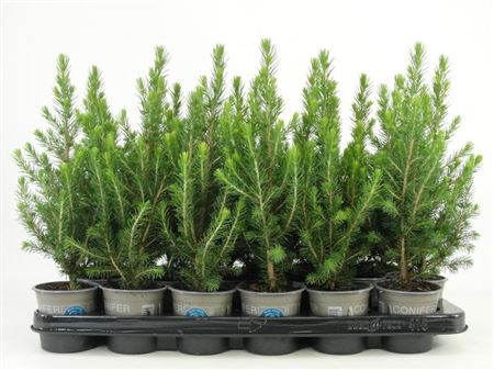 Picea Glauca Conica
