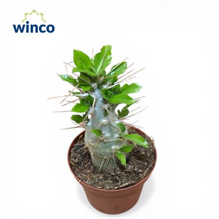 Pachypodium Saundersii