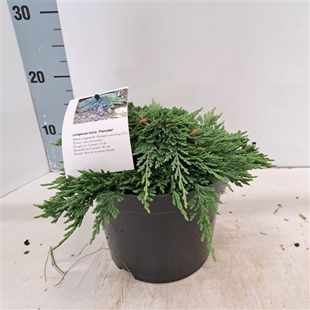 Juniperus Hor Pancake