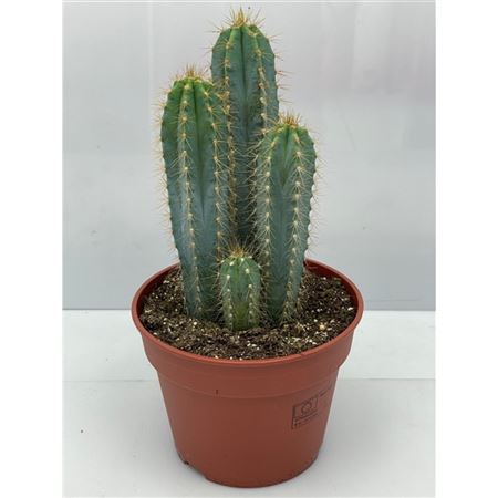 Pilosocereus Azureus