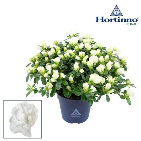 Azalea Hortinno Noralinde