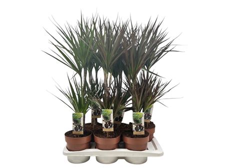Drac Marginata Mix