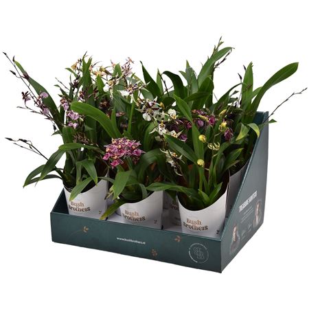 Oncidium 3-4st Titanium Treasure Mix Showbox