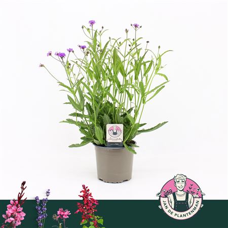 Verbena Rigida Lilac