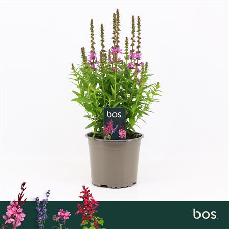 Lythrum Salicaria Robin