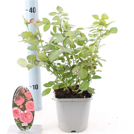 Rosa Pink Romanza