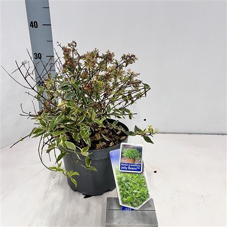 Желейные бобы Abelia Grandiflora