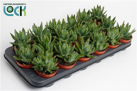 Aloe Brevifolia