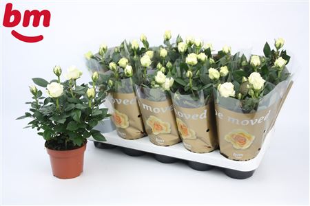 Rosa White (bm)