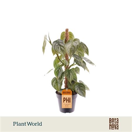 Philodendron Brandtianum Mosspole