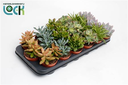 Succulent Mix On Row