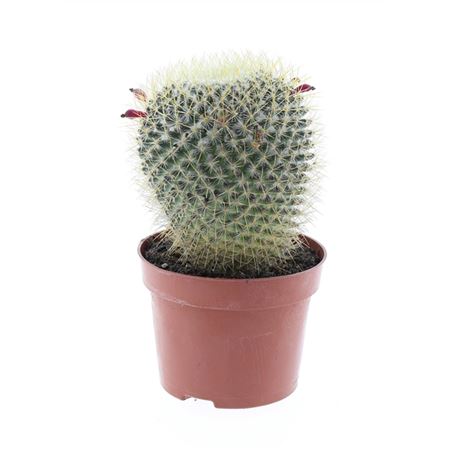 Mammillaria Pringley Geel E