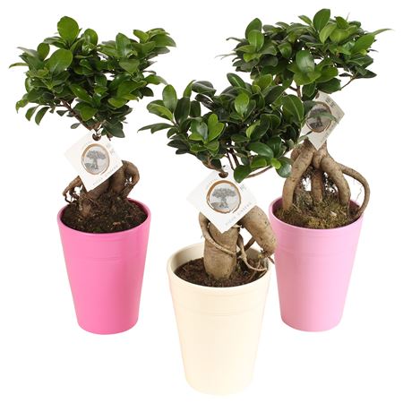 Ficus Ginseng In Pax Pink Mix