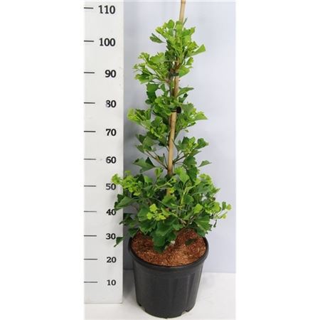 Ginkgo Bil Fastigiata Blagon